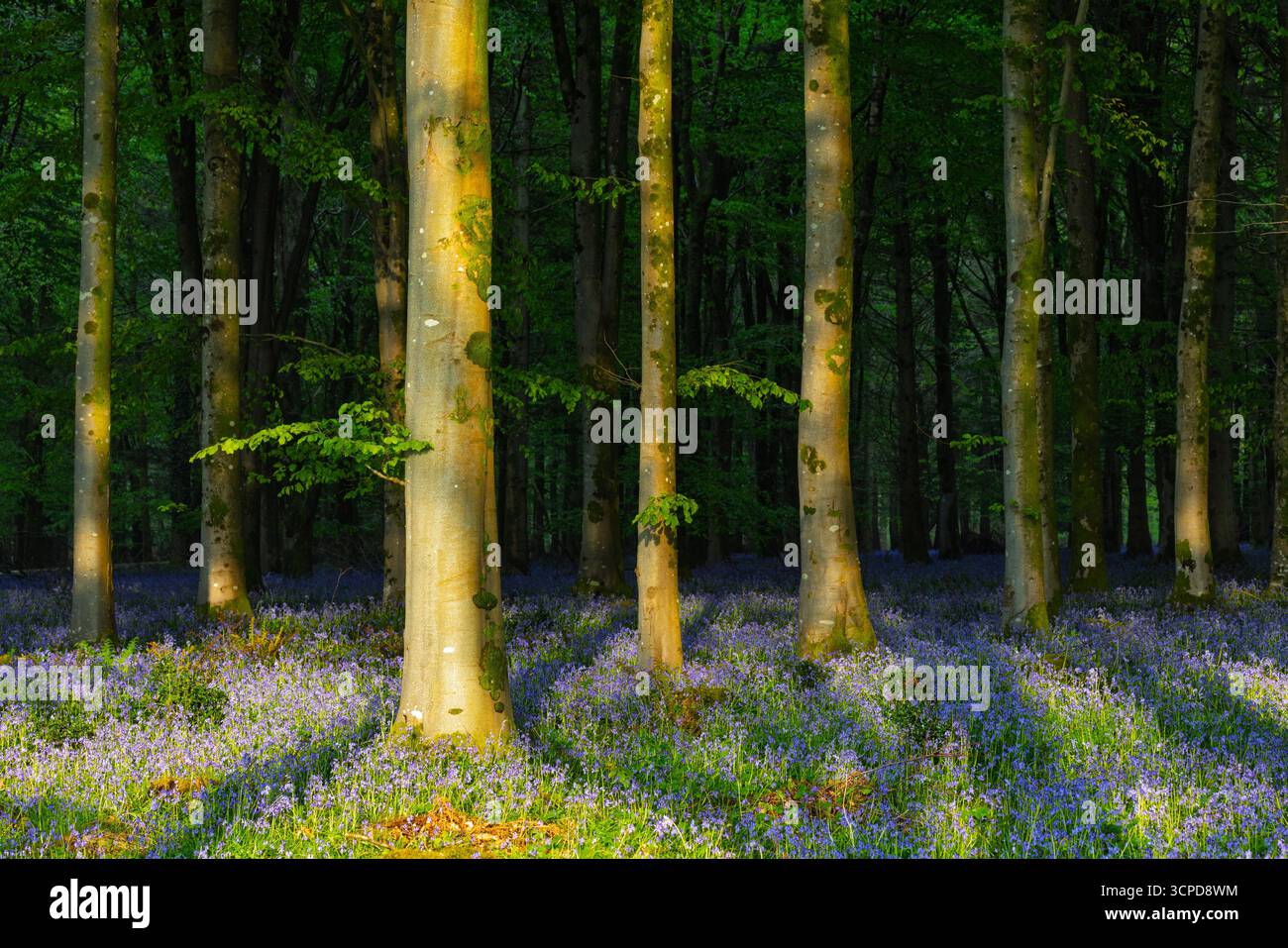 Buchenwald (Fagus sylvatica) mit Bluebells (Endymion non-scriptus) im Frühling bei Sonnenaufgang, Cranborne Chase, Dorset, England, Vereinigtes Königreich, April 2025 Stockfoto