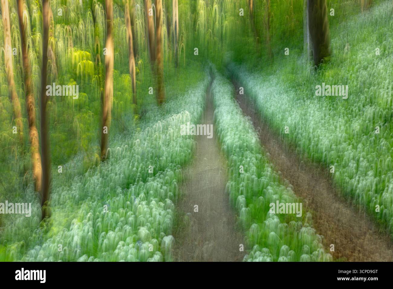 Abstrakte Ansicht des Pfades durch Buchenwälder (Fagus sylvatica) mit Ramsons (Allium ursinum) im Frühling, Cranborne Chase, Dorset, England, Stockfoto