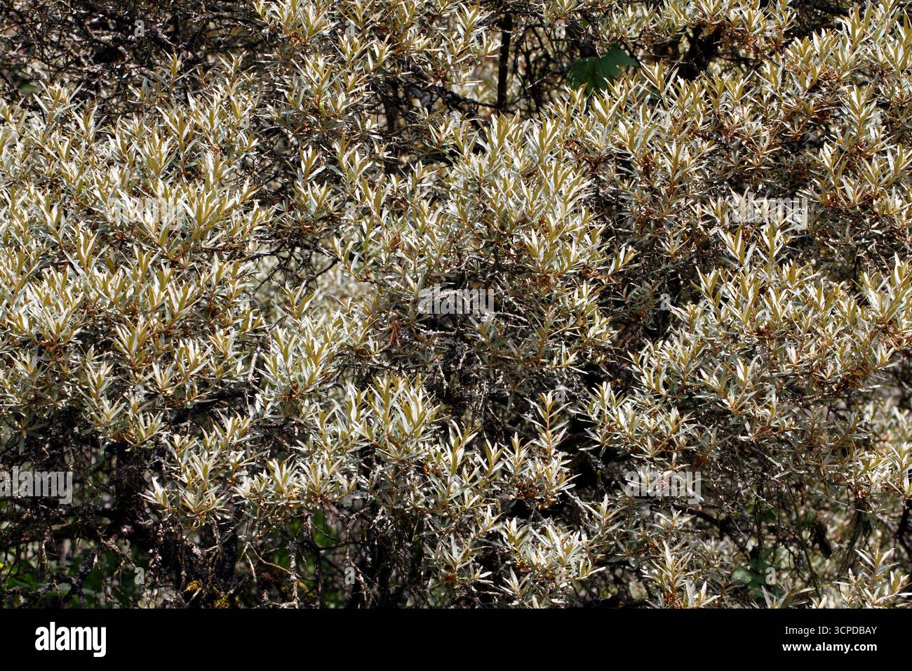 Sanddorn - Hippophae rhamnoides Stockfoto Sanddorn - Hippophae rhamnoides Stockfoto