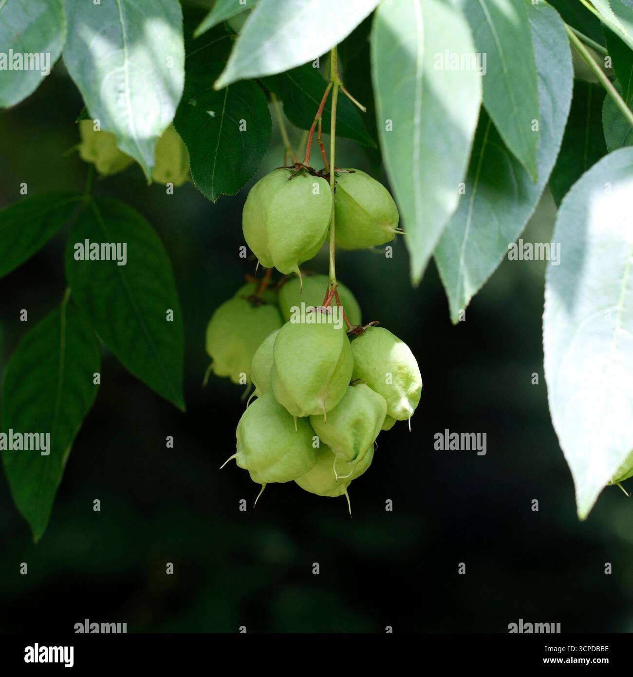 Staphylea Pinnata, Blasennuss, Blasennuss, Obst, Baum Stockfoto