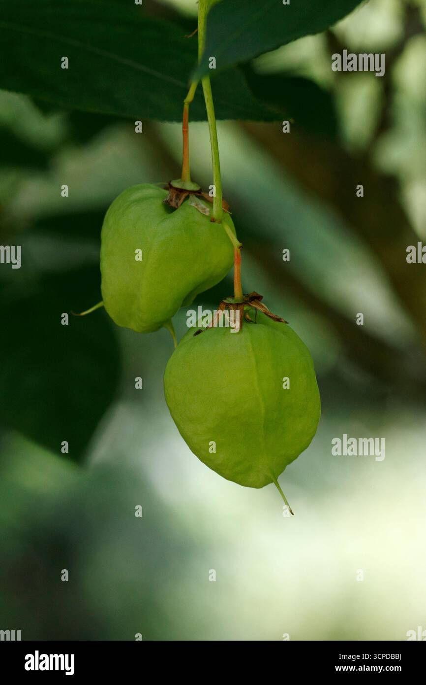 Staphylea Pinnata, Blasenmutter. Baumstruktur Stockfoto Staphylea Pinnata, Blasenmutter. Baumstruktur Stockfoto