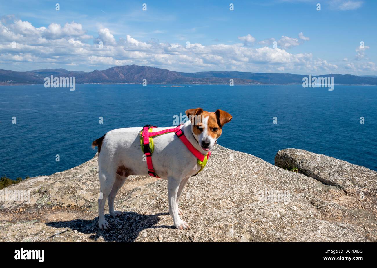 Reisen Sie mit Hunden am Kap Finisterre, A Coruña, Galicien, Spanien. Jack Russell Mix erkundet atemberaubende Klippen mit Blick auf den Atlantik. Stockfoto