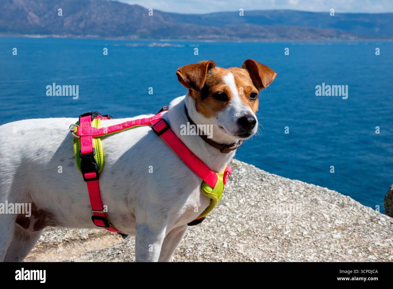 Reisen Sie mit Hunden am Kap Finisterre, A Coruña, Galicien, Spanien. Jack Russell Mix erkundet atemberaubende Klippen mit Blick auf den Atlantik. Stockfoto