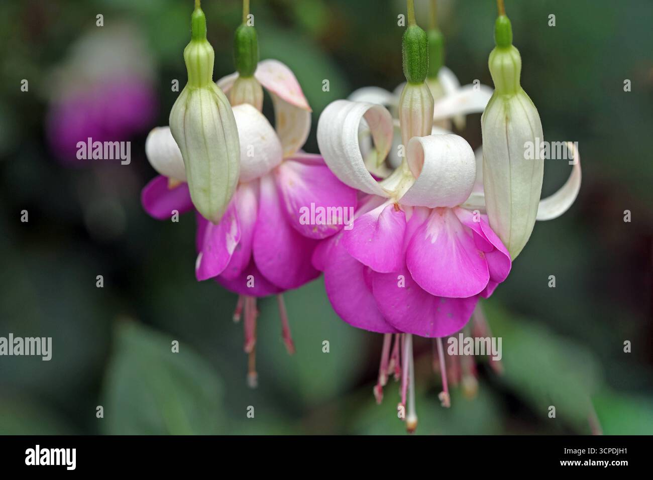 Die artenreiche Gattung der Fuchsien die beliebten Fuchsien, wie hier die Sorte BLUE SARAH die an Häusern, in Gärten und Parkanlagen zu finden sind, während der Blütezeit. *** Die artenreiche Gattung der Fuchsien die beliebten Fuchsien, wie die hier gezeigte BLAUE SARAH-Sorte, die während der Blütezeit auf Häusern, in Gärten und Parks zu finden ist Stockfoto