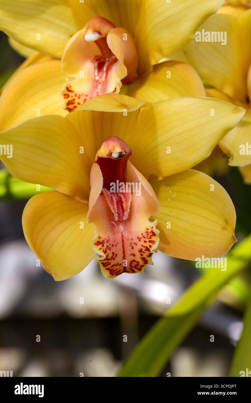 Sydney, New South Wales, Australien. September 2025. Eine atemberaubende Ansammlung goldener Cymbidium-Orchideen in voller Blüte in einem Garten im Hinterhof in Sydney, NSW, Australien. (Kreditbild: © Tara Malhotra/ZUMA Press Wire) NUR REDAKTIONELLE VERWENDUNG! Nicht für kommerzielle ZWECKE! Stockfoto