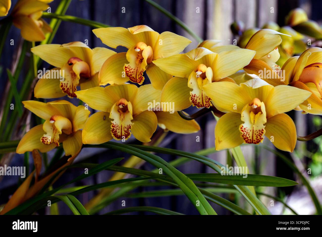 Sydney, New South Wales, Australien. September 2025. Eine atemberaubende Ansammlung goldener Cymbidium-Orchideen in voller Blüte in einem Garten im Hinterhof in Sydney, NSW, Australien. (Kreditbild: © Tara Malhotra/ZUMA Press Wire) NUR REDAKTIONELLE VERWENDUNG! Nicht für kommerzielle ZWECKE! Stockfoto