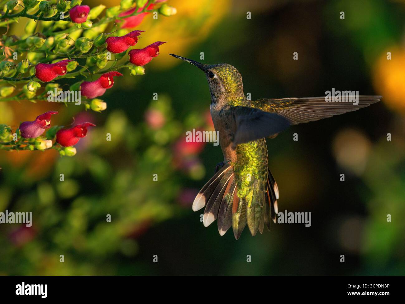 Ein Weibchen mit breitem Schwanz zieht ihre Flügel zurück und breitet ihre Schwanzfedern aus, während er in der Nähe der roten Blüten einer Feigenkrautpflanze schwebt. Stockfoto