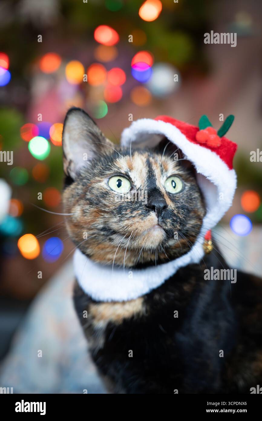 Festliche Katze mit Weihnachtsmütze während der Weihnachtszeit. Stockfoto