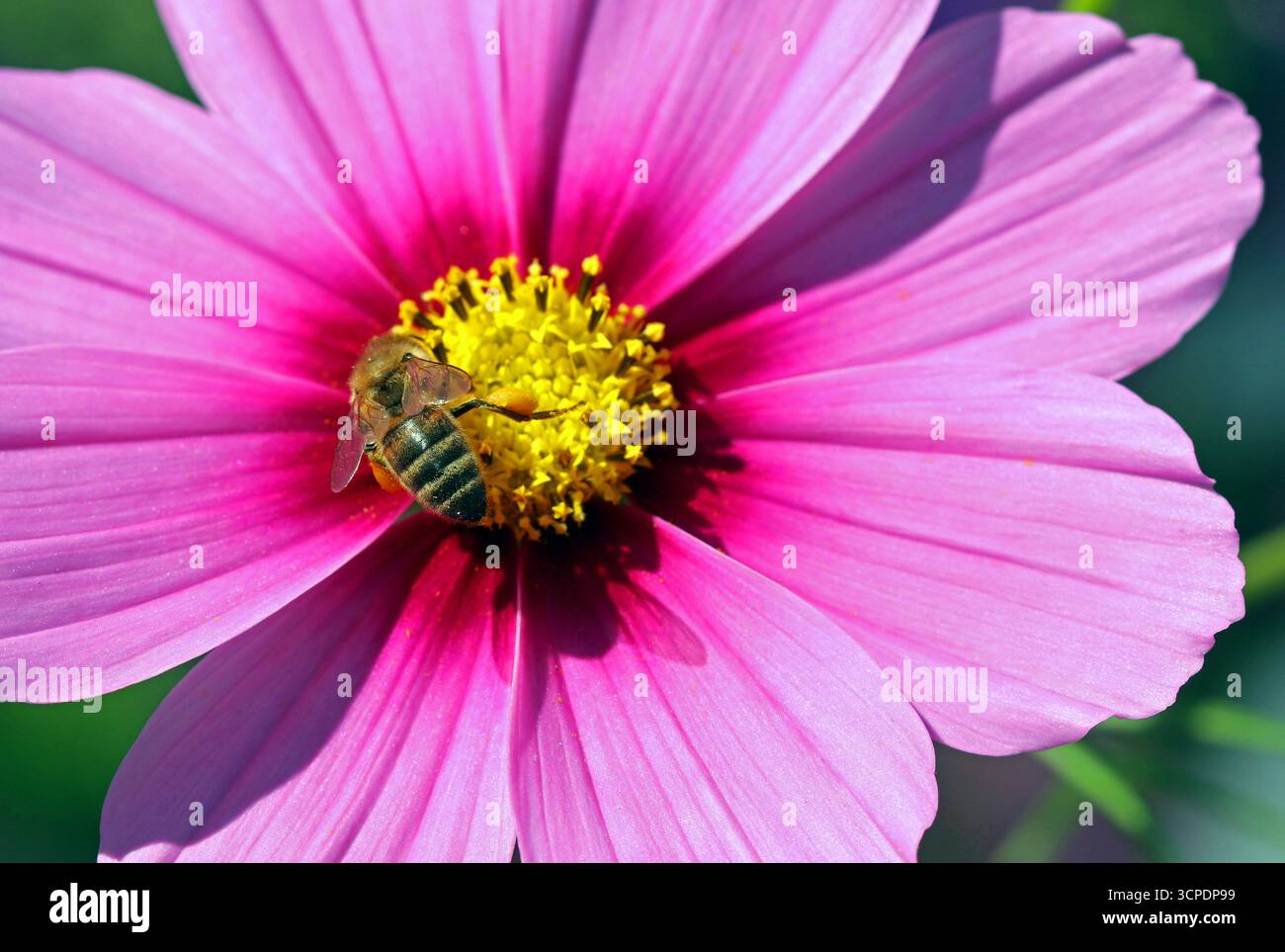 Vollbild einer Cosmos bipinnatus Dazzler Blume. Eine Honigbiene sammelt Pollen aus den gelben zentralen Staubblättern, umgeben von hellrosa Blütenblättern Stockfoto Vollbild einer Cosmos bipinnatus Dazzler Blume. Eine Honigbiene sammelt Pollen aus den gelben zentralen Staubblättern, umgeben von hellrosa Blütenblättern Stockfoto