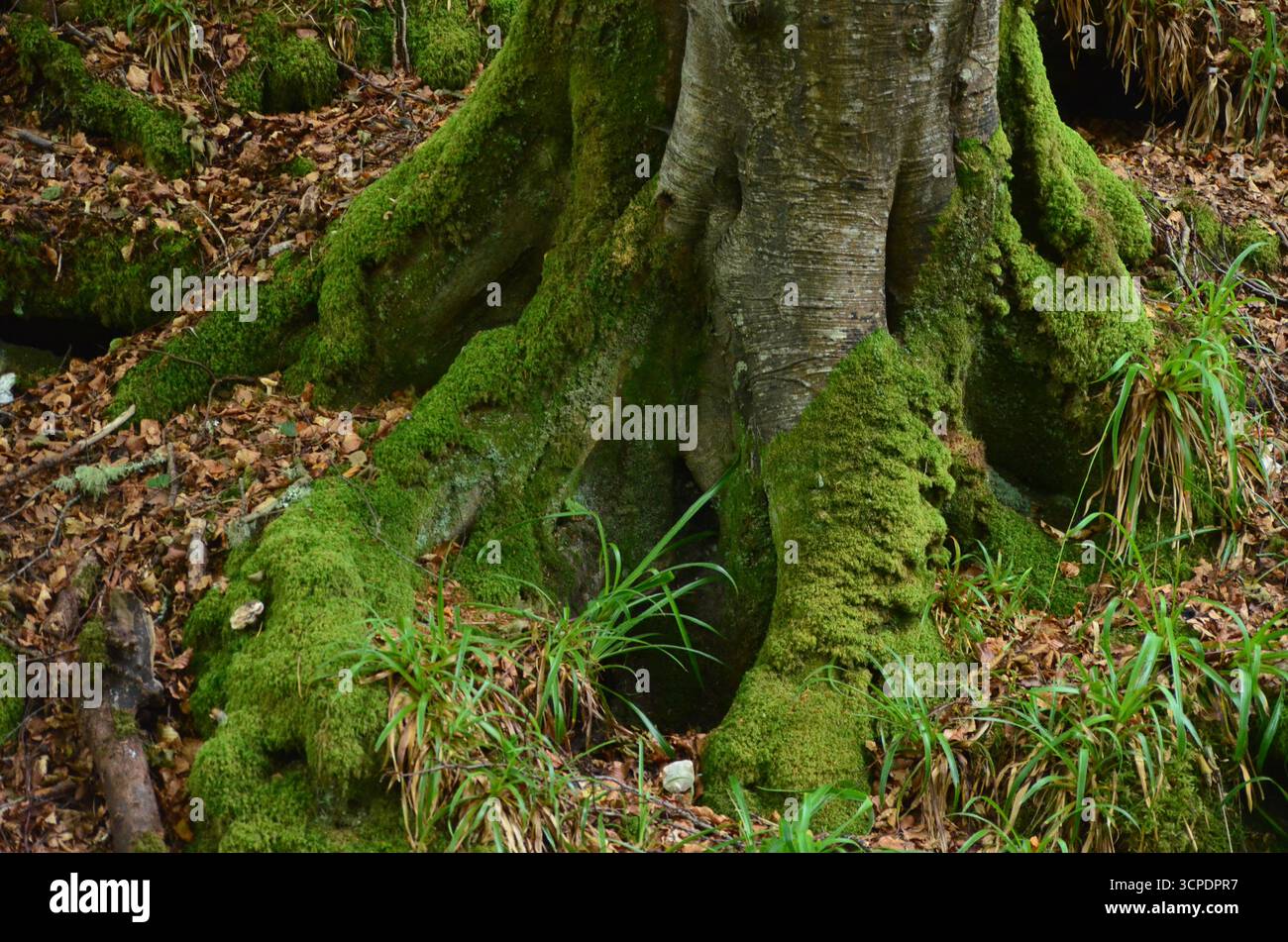 Flecken des gemäßigten Regenwaldes im Atlantik um Lews Castle auf der Isle of Lewis, Äußere Hebriden (Schottland) Stockfoto