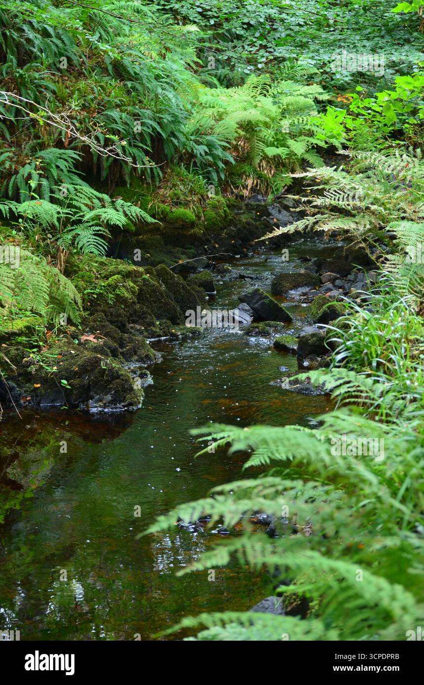 Flecken des gemäßigten Regenwaldes im Atlantik um Lews Castle auf der Isle of Lewis, Äußere Hebriden (Schottland) Stockfoto