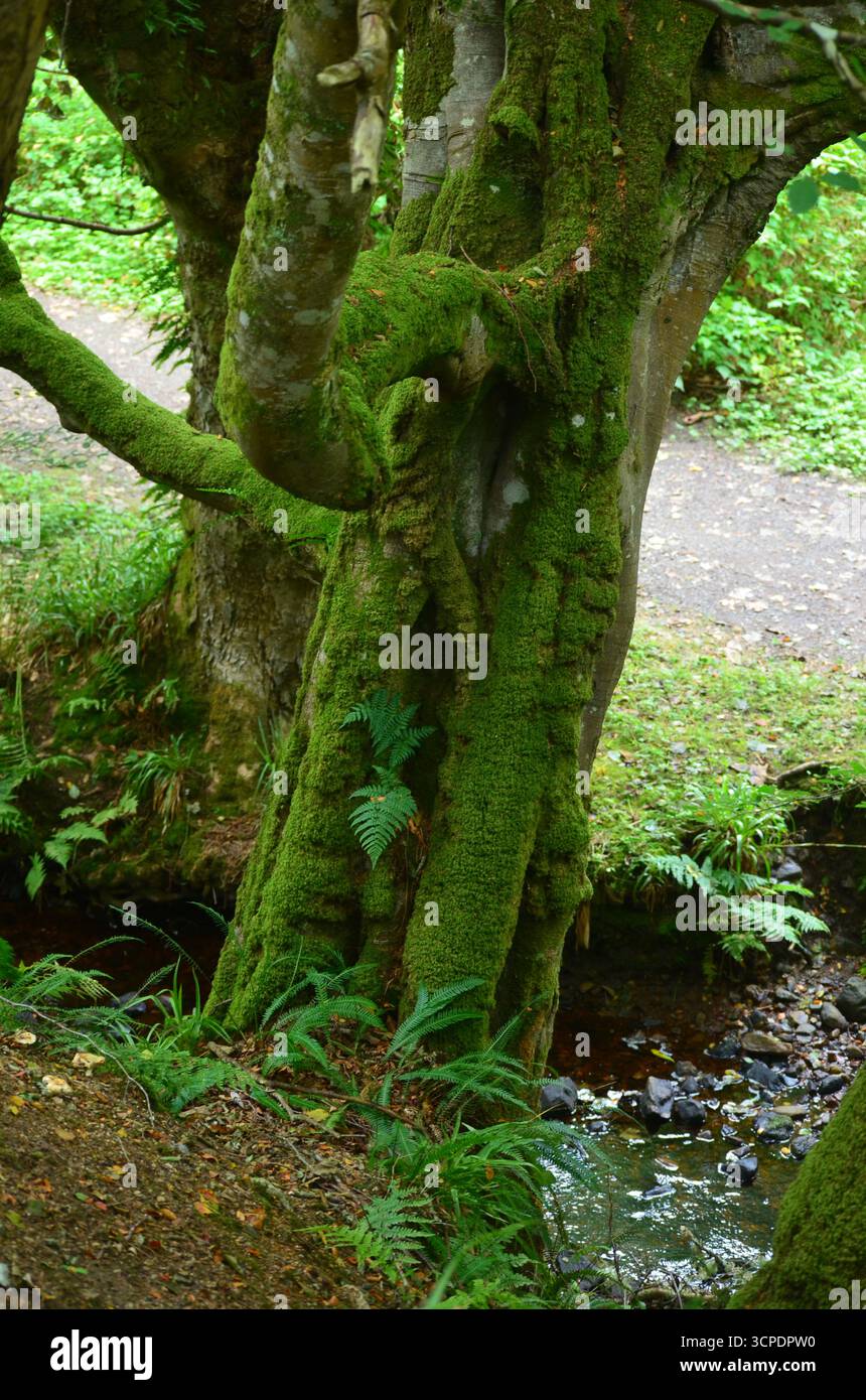 Flecken des gemäßigten Regenwaldes im Atlantik um Lews Castle auf der Isle of Lewis, Äußere Hebriden (Schottland) Stockfoto