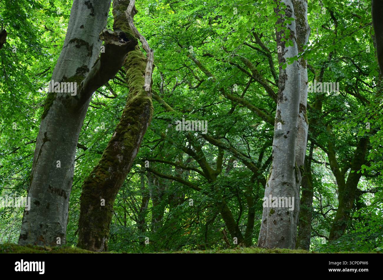 Flecken des gemäßigten Regenwaldes im Atlantik um Lews Castle auf der Isle of Lewis, Äußere Hebriden (Schottland) Stockfoto