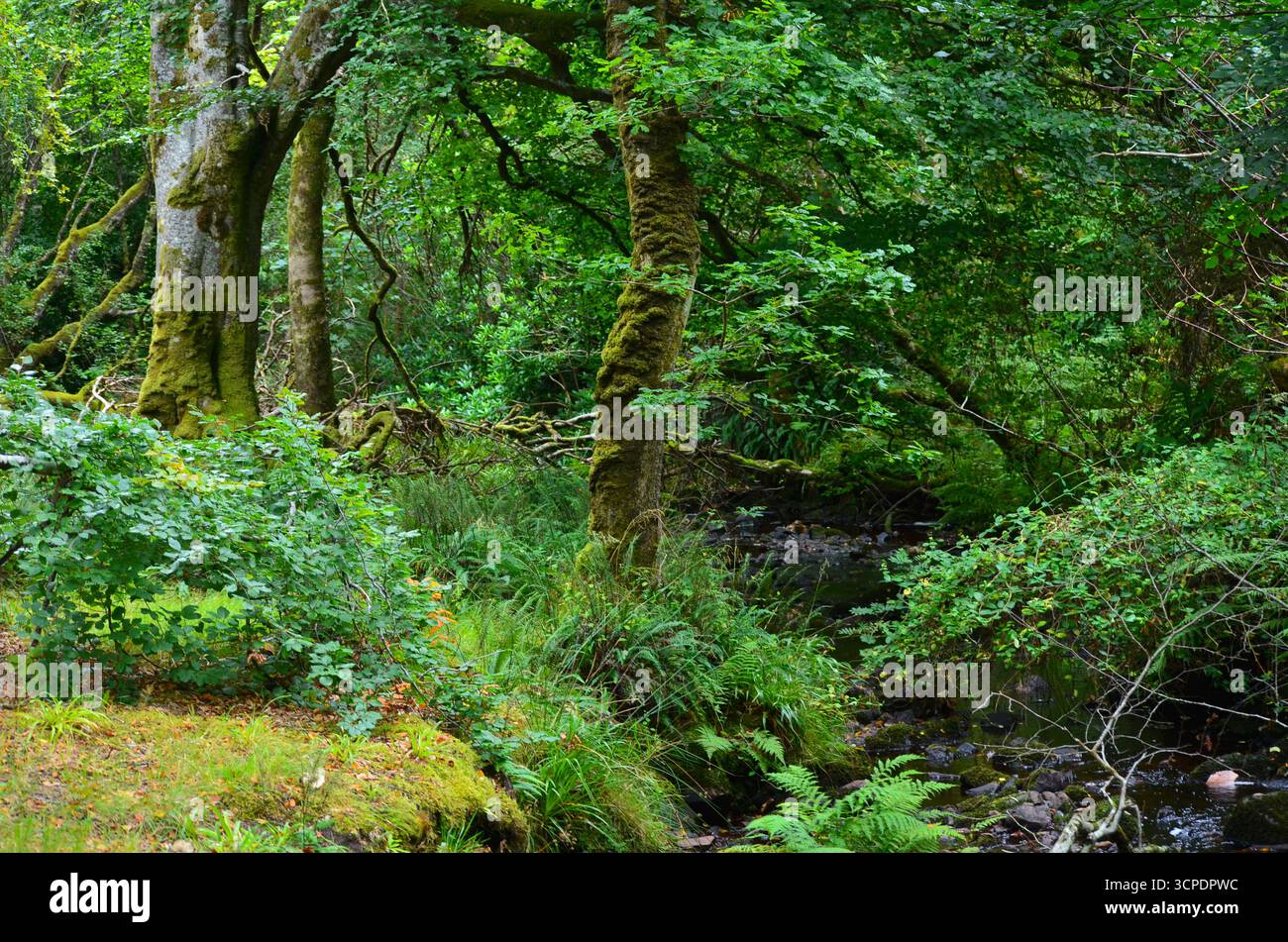 Flecken des gemäßigten Regenwaldes im Atlantik um Lews Castle auf der Isle of Lewis, Äußere Hebriden (Schottland) Stockfoto
