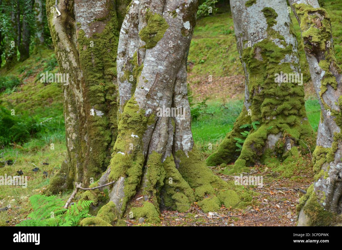 Flecken des gemäßigten Regenwaldes im Atlantik um Lews Castle auf der Isle of Lewis, Äußere Hebriden (Schottland) Stockfoto
