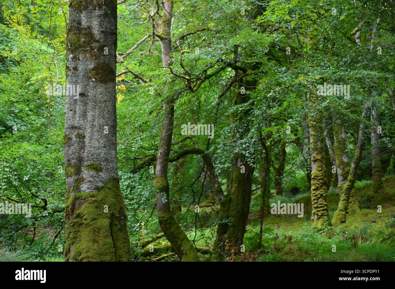 Flecken des gemäßigten Regenwaldes im Atlantik um Lews Castle auf der Isle of Lewis, Äußere Hebriden (Schottland) Stockfoto
