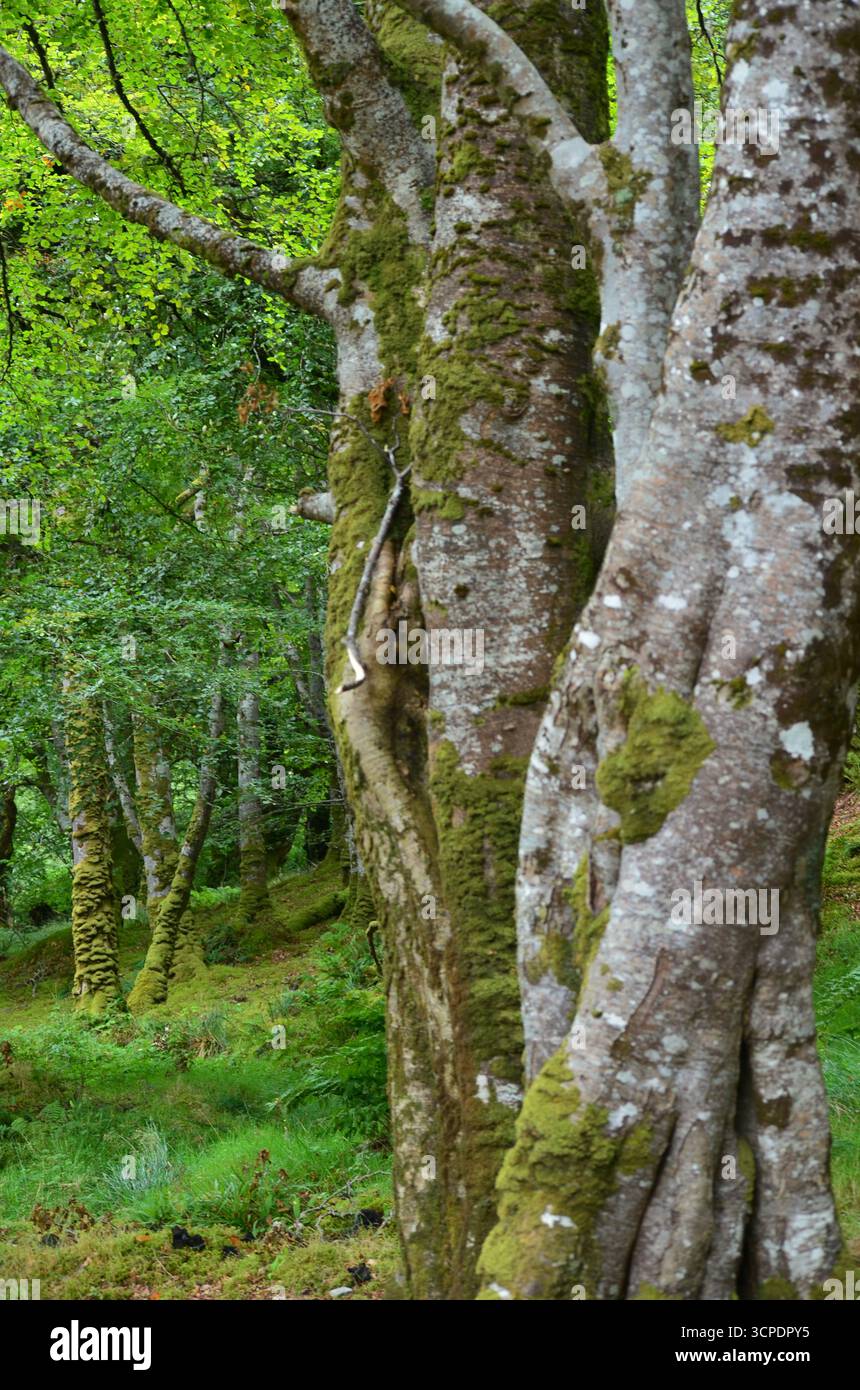Flecken des gemäßigten Regenwaldes im Atlantik um Lews Castle auf der Isle of Lewis, Äußere Hebriden (Schottland) Stockfoto