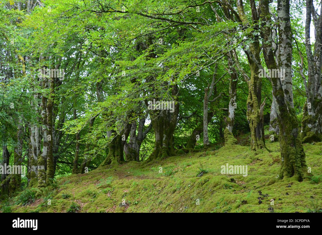 Flecken des gemäßigten Regenwaldes im Atlantik um Lews Castle auf der Isle of Lewis, Äußere Hebriden (Schottland) Stockfoto