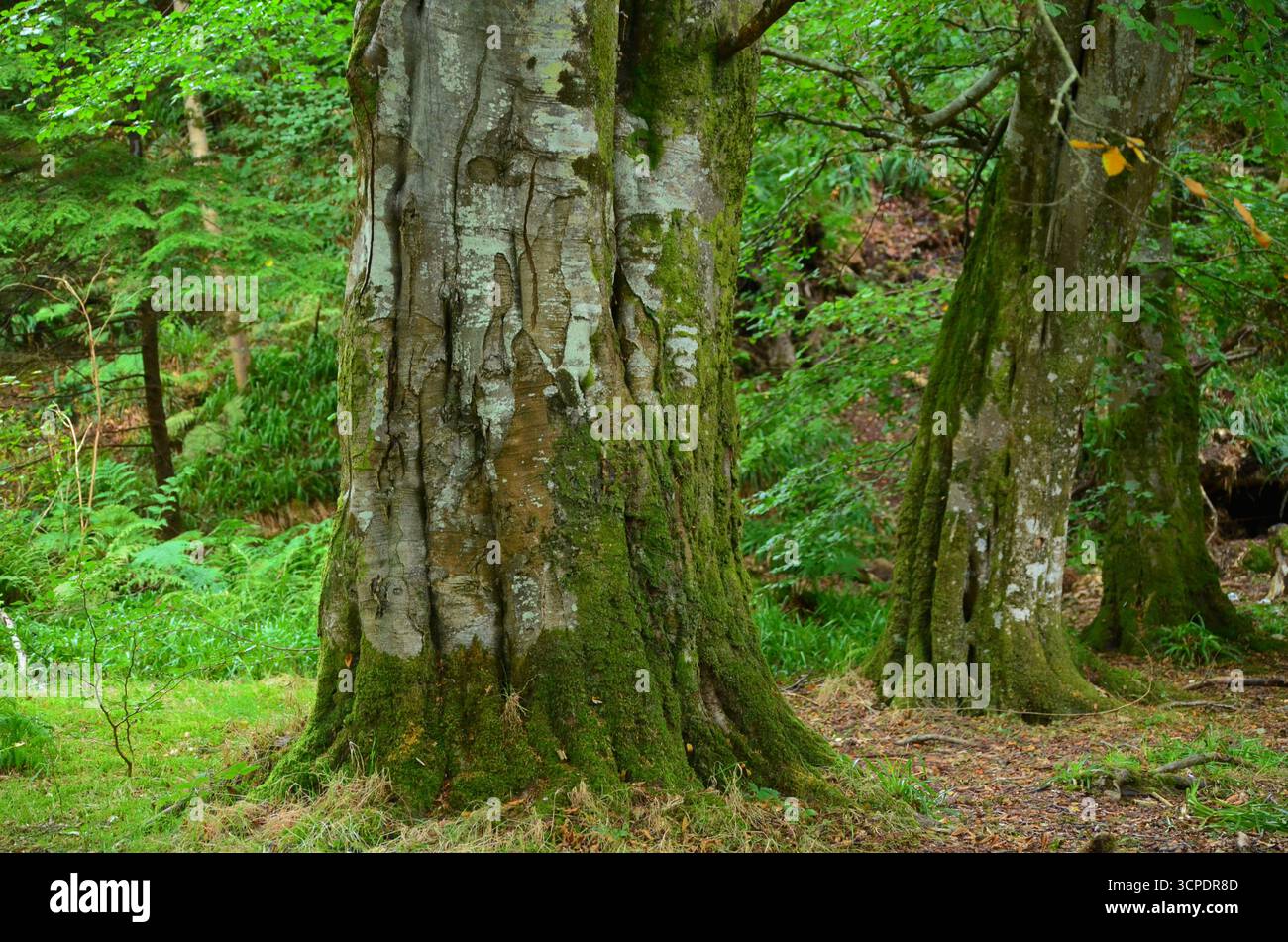 Flecken des gemäßigten Regenwaldes im Atlantik um Lews Castle auf der Isle of Lewis, Äußere Hebriden (Schottland) Stockfoto