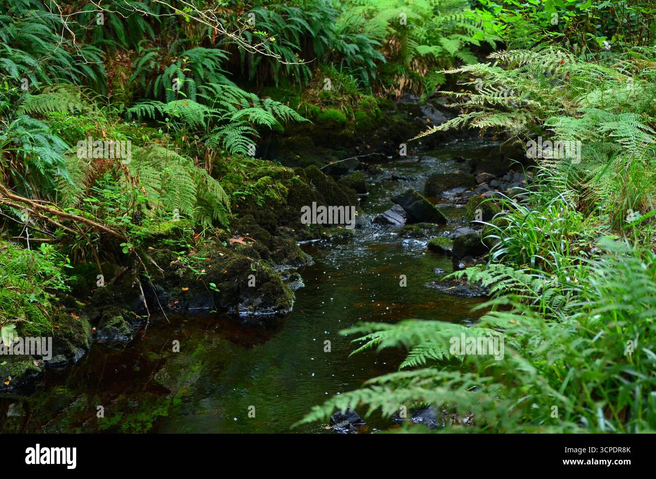 Flecken des gemäßigten Regenwaldes im Atlantik um Lews Castle auf der Isle of Lewis, Äußere Hebriden (Schottland) Stockfoto