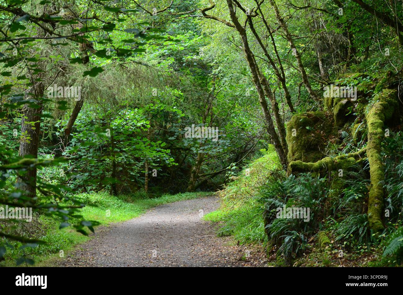 Flecken des gemäßigten Regenwaldes im Atlantik um Lews Castle auf der Isle of Lewis, Äußere Hebriden (Schottland) Stockfoto