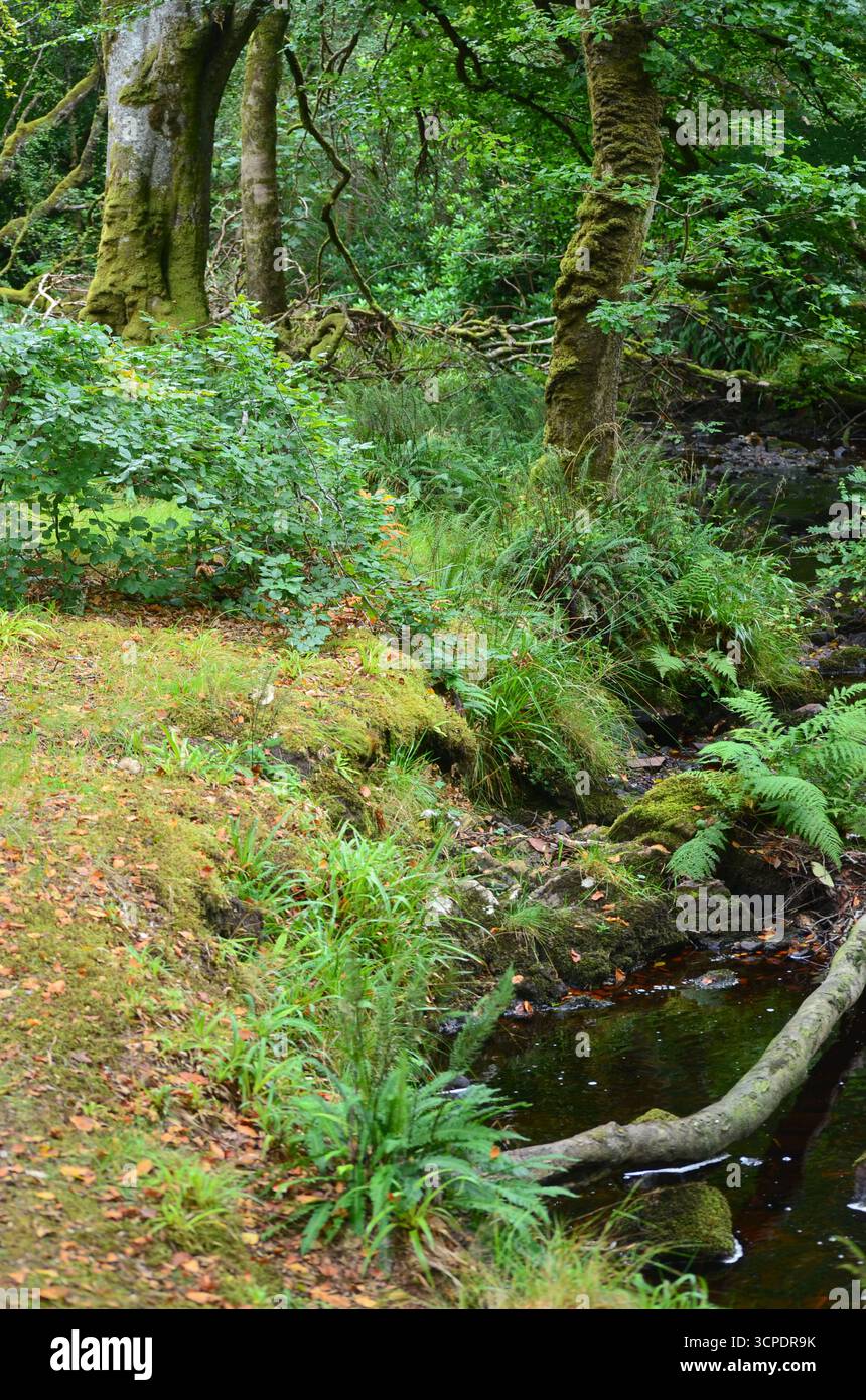 Flecken des gemäßigten Regenwaldes im Atlantik um Lews Castle auf der Isle of Lewis, Äußere Hebriden (Schottland) Stockfoto