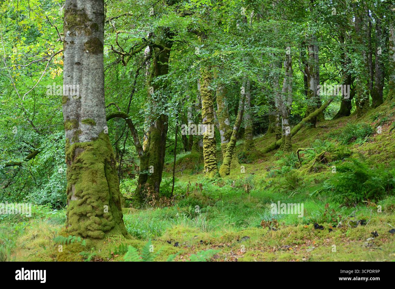Flecken des gemäßigten Regenwaldes im Atlantik um Lews Castle auf der Isle of Lewis, Äußere Hebriden (Schottland) Stockfoto