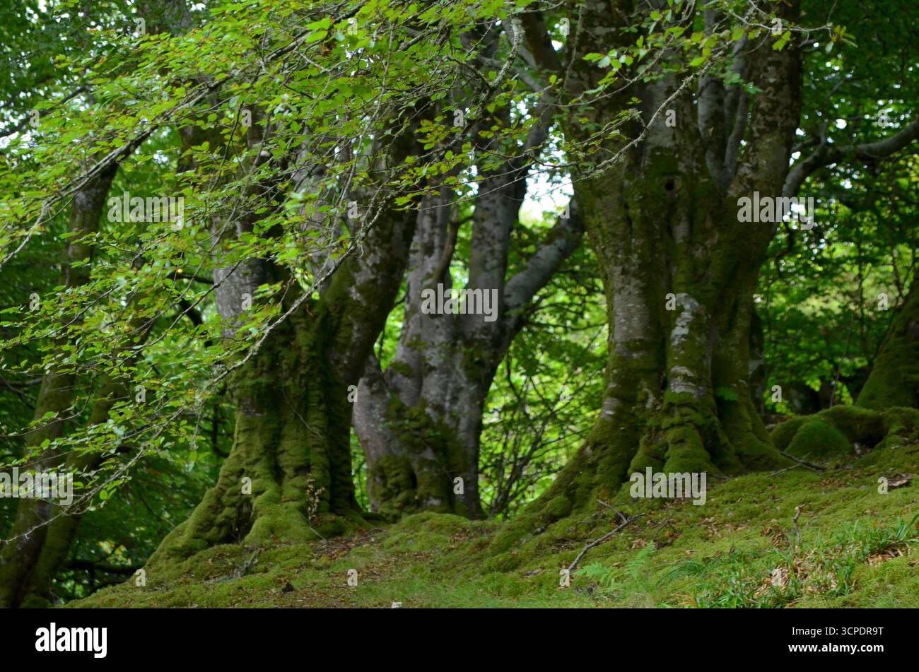 Flecken des gemäßigten Regenwaldes im Atlantik um Lews Castle auf der Isle of Lewis, Äußere Hebriden (Schottland) Stockfoto