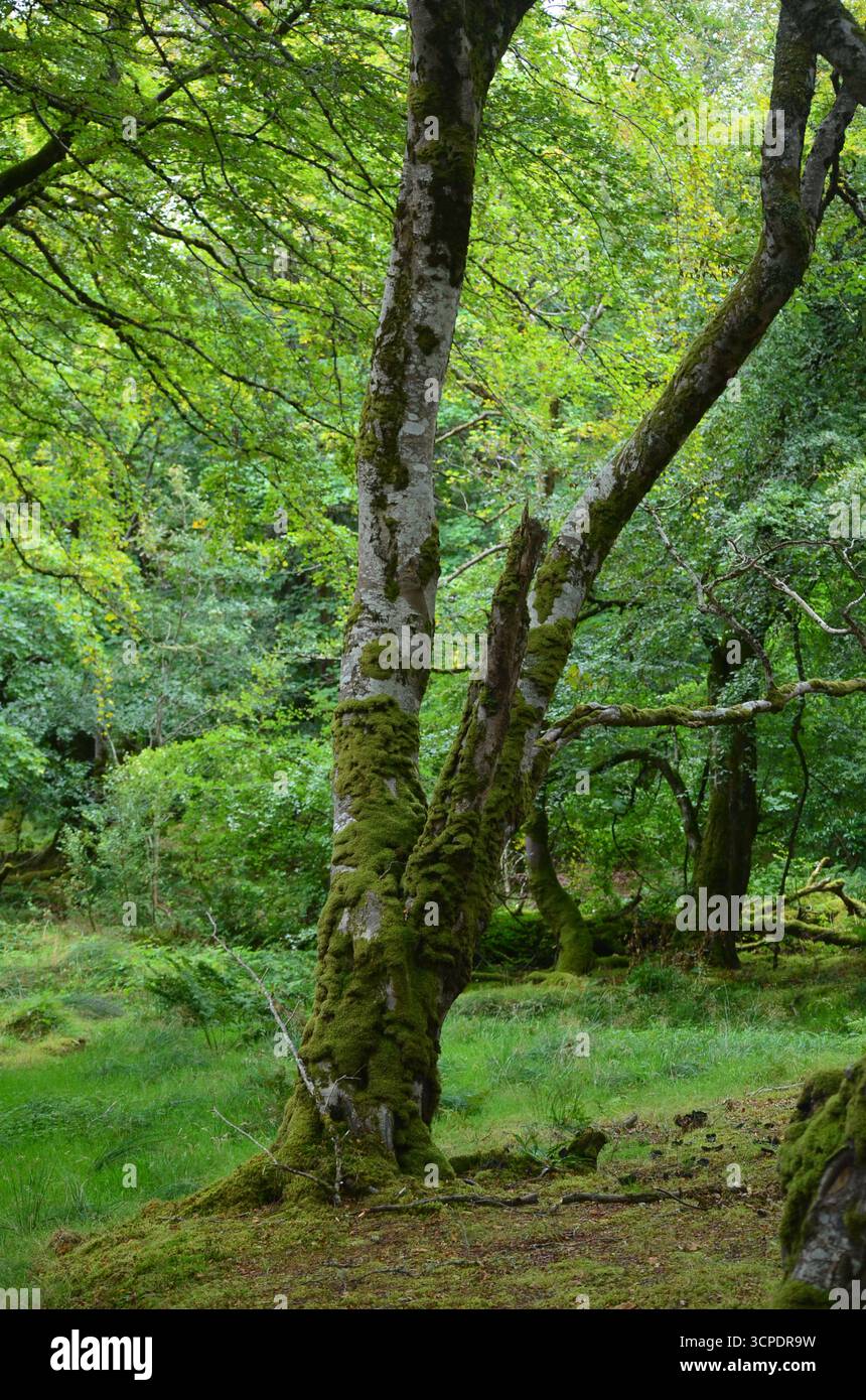 Flecken des gemäßigten Regenwaldes im Atlantik um Lews Castle auf der Isle of Lewis, Äußere Hebriden (Schottland) Stockfoto