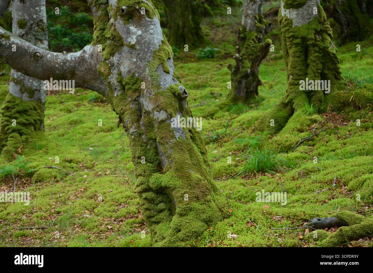 Flecken des gemäßigten Regenwaldes im Atlantik um Lews Castle auf der Isle of Lewis, Äußere Hebriden (Schottland) Stockfoto
