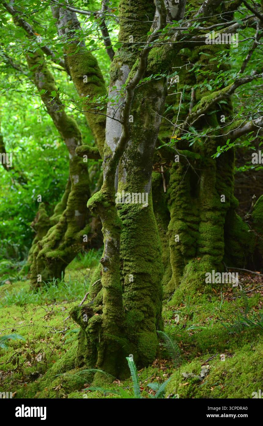 Flecken des gemäßigten Regenwaldes im Atlantik um Lews Castle auf der Isle of Lewis, Äußere Hebriden (Schottland) Stockfoto