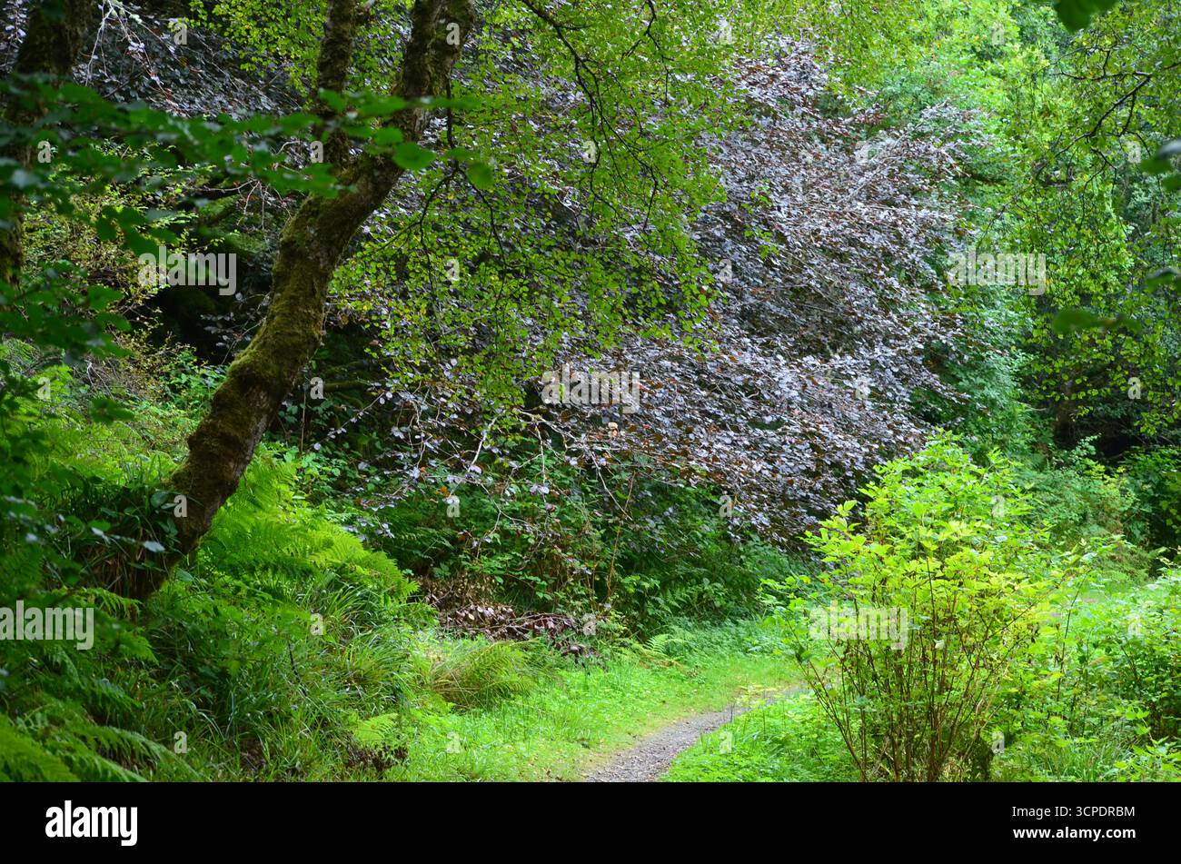 Flecken des gemäßigten Regenwaldes im Atlantik um Lews Castle auf der Isle of Lewis, Äußere Hebriden (Schottland) Stockfoto