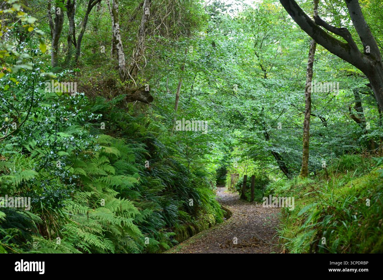 Flecken des gemäßigten Regenwaldes im Atlantik um Lews Castle auf der Isle of Lewis, Äußere Hebriden (Schottland) Stockfoto