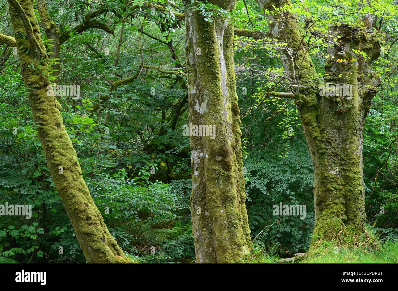 Flecken des gemäßigten Regenwaldes im Atlantik um Lews Castle auf der Isle of Lewis, Äußere Hebriden (Schottland) Stockfoto