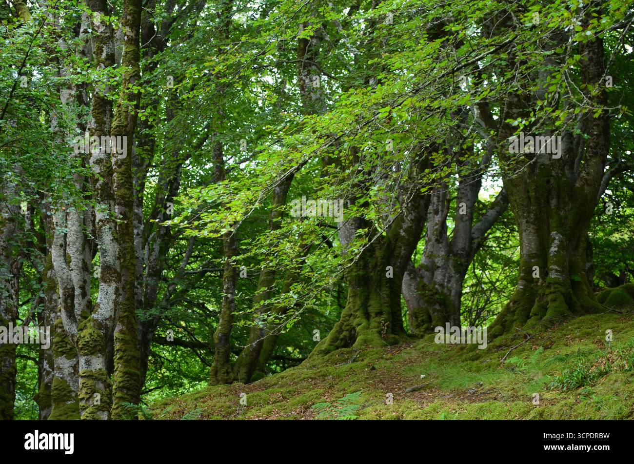 Flecken des gemäßigten Regenwaldes im Atlantik um Lews Castle auf der Isle of Lewis, Äußere Hebriden (Schottland) Stockfoto