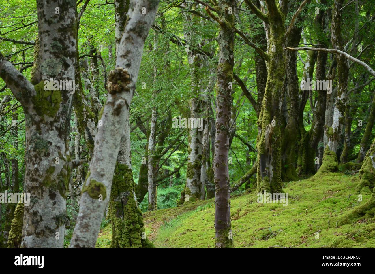 Flecken des gemäßigten Regenwaldes im Atlantik um Lews Castle auf der Isle of Lewis, Äußere Hebriden (Schottland) Stockfoto