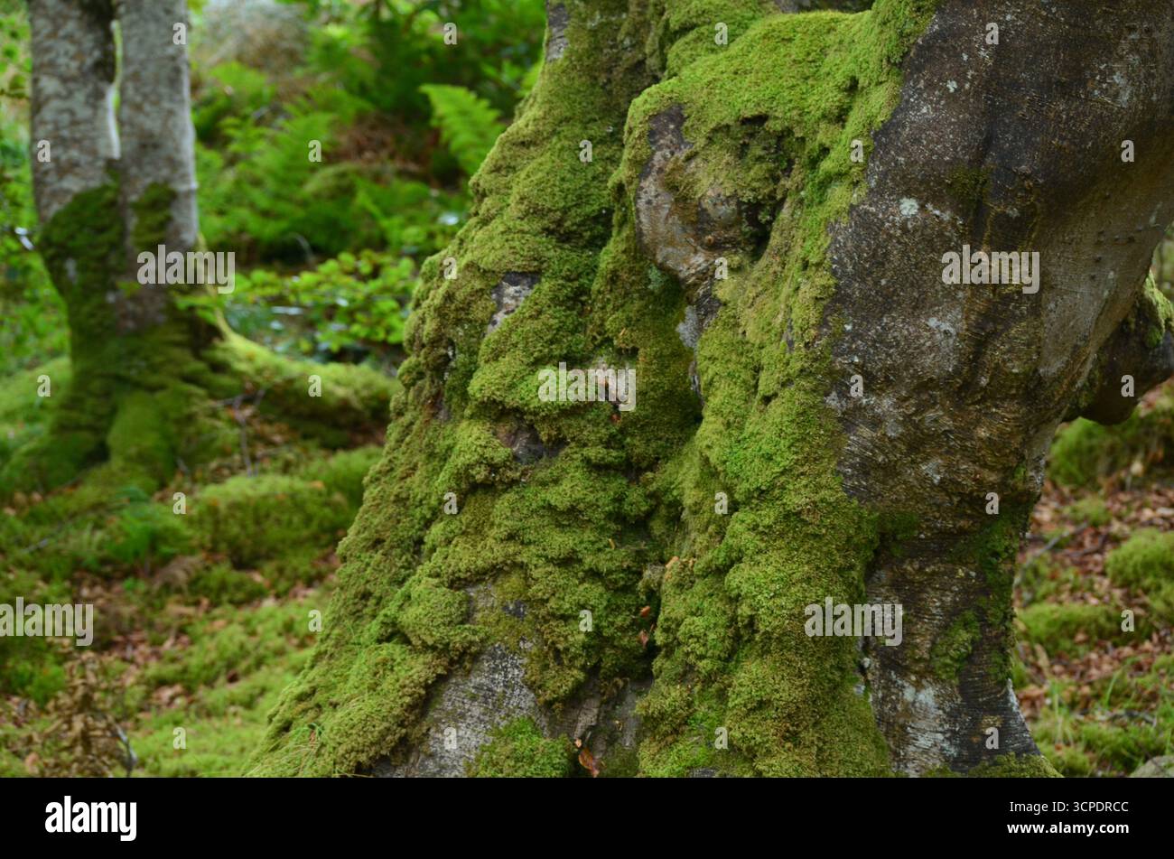 Flecken des gemäßigten Regenwaldes im Atlantik um Lews Castle auf der Isle of Lewis, Äußere Hebriden (Schottland) Stockfoto
