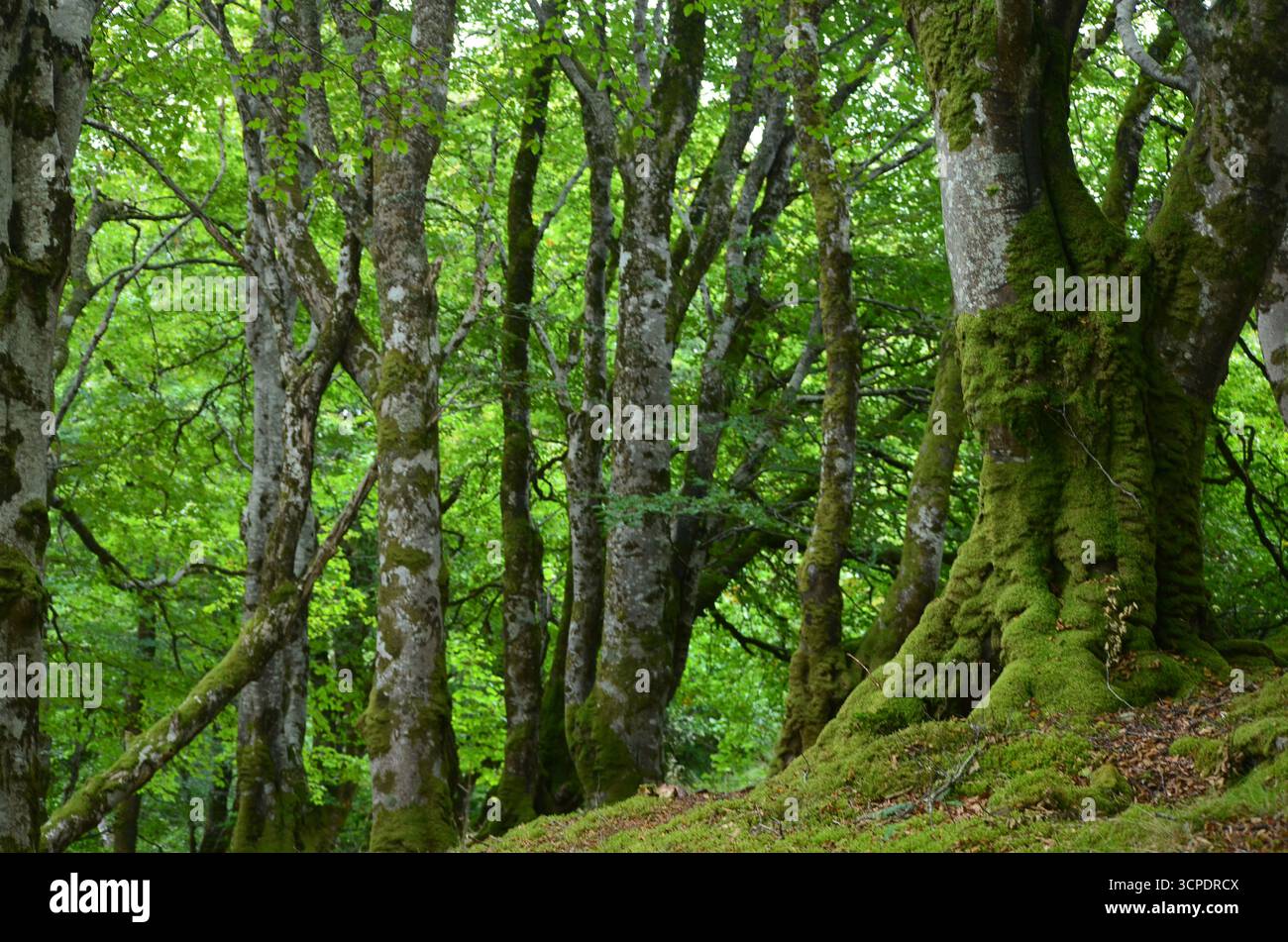 Flecken des gemäßigten Regenwaldes im Atlantik um Lews Castle auf der Isle of Lewis, Äußere Hebriden (Schottland) Stockfoto