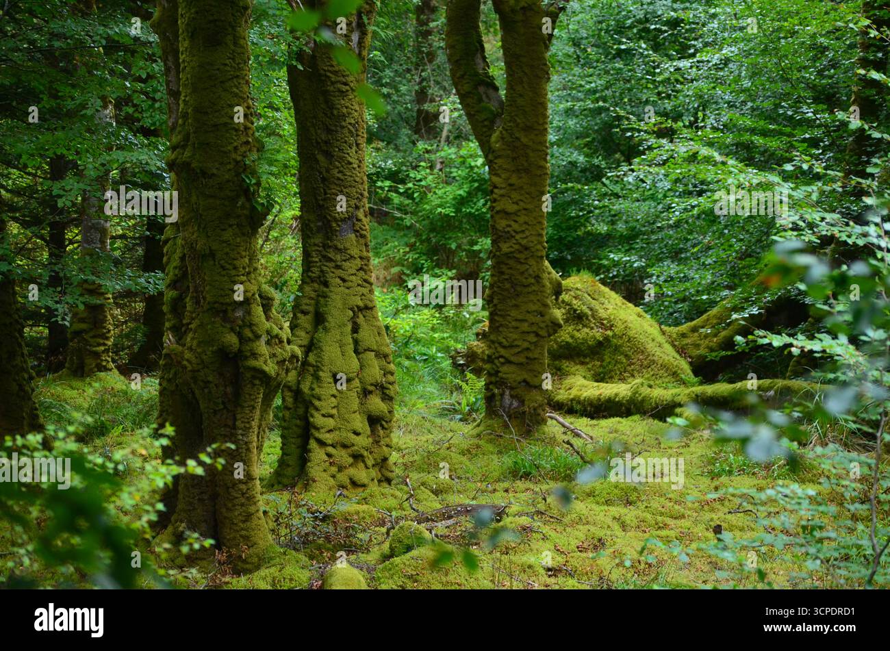 Flecken des gemäßigten Regenwaldes im Atlantik um Lews Castle auf der Isle of Lewis, Äußere Hebriden (Schottland) Stockfoto