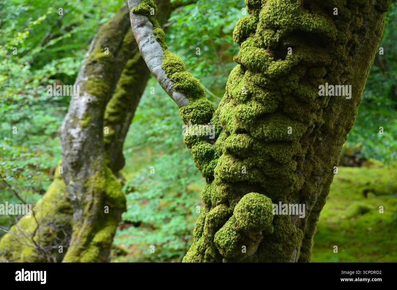 Flecken des gemäßigten Regenwaldes im Atlantik um Lews Castle auf der Isle of Lewis, Äußere Hebriden (Schottland) Stockfoto