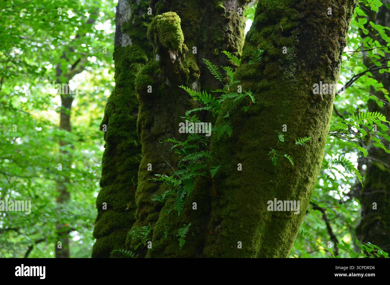 Flecken des gemäßigten Regenwaldes im Atlantik um Lews Castle auf der Isle of Lewis, Äußere Hebriden (Schottland) Stockfoto