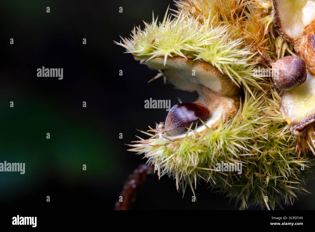 Nahaufnahme der Kastanie (Castanea sp.) Frucht mit Stachelkupule - Brevard, North Carolina, USA Stockfoto