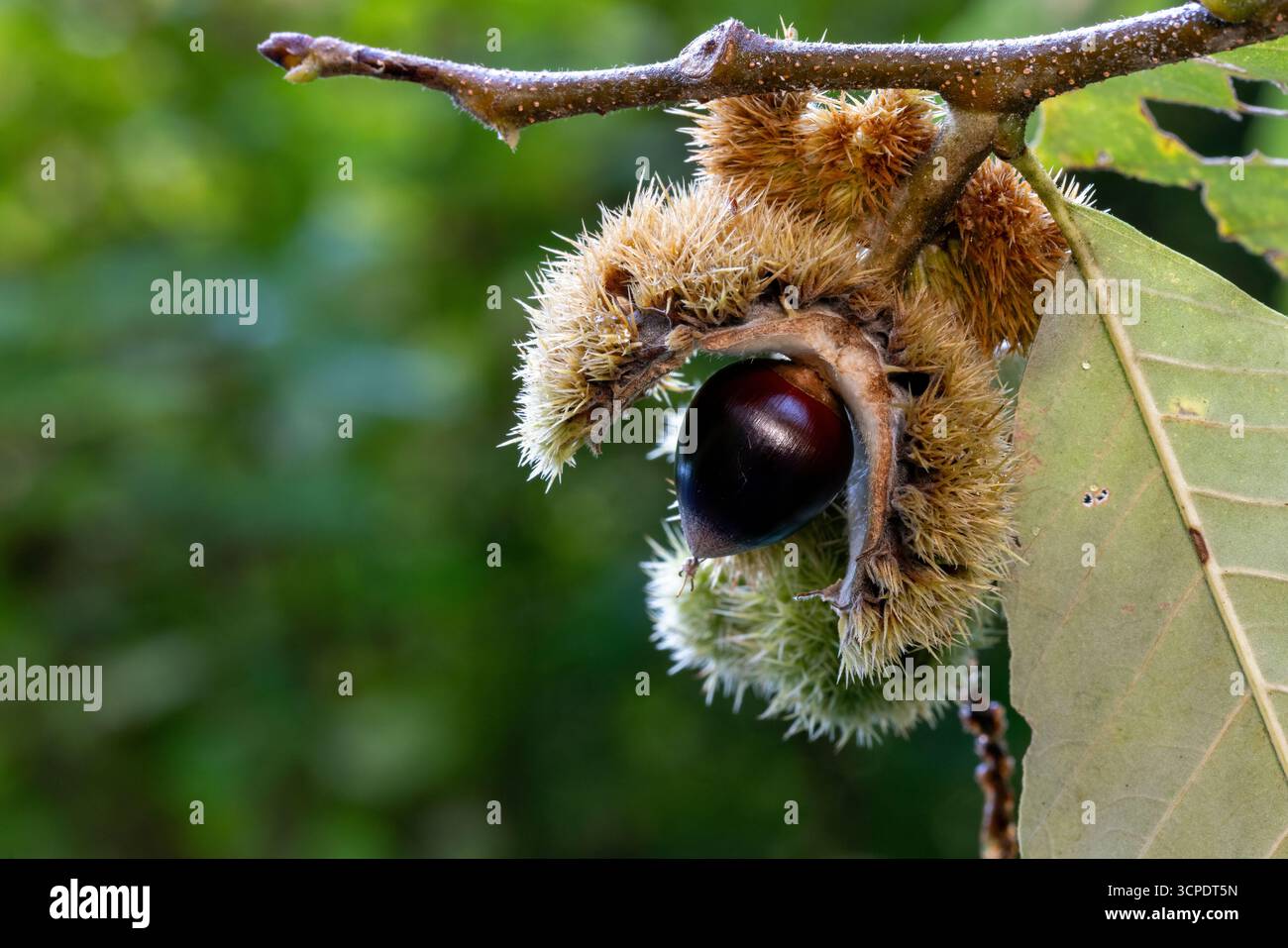 Nahaufnahme der Kastanie (Castanea sp.) Frucht mit Stachelkupule - Brevard, North Carolina, USA Stockfoto