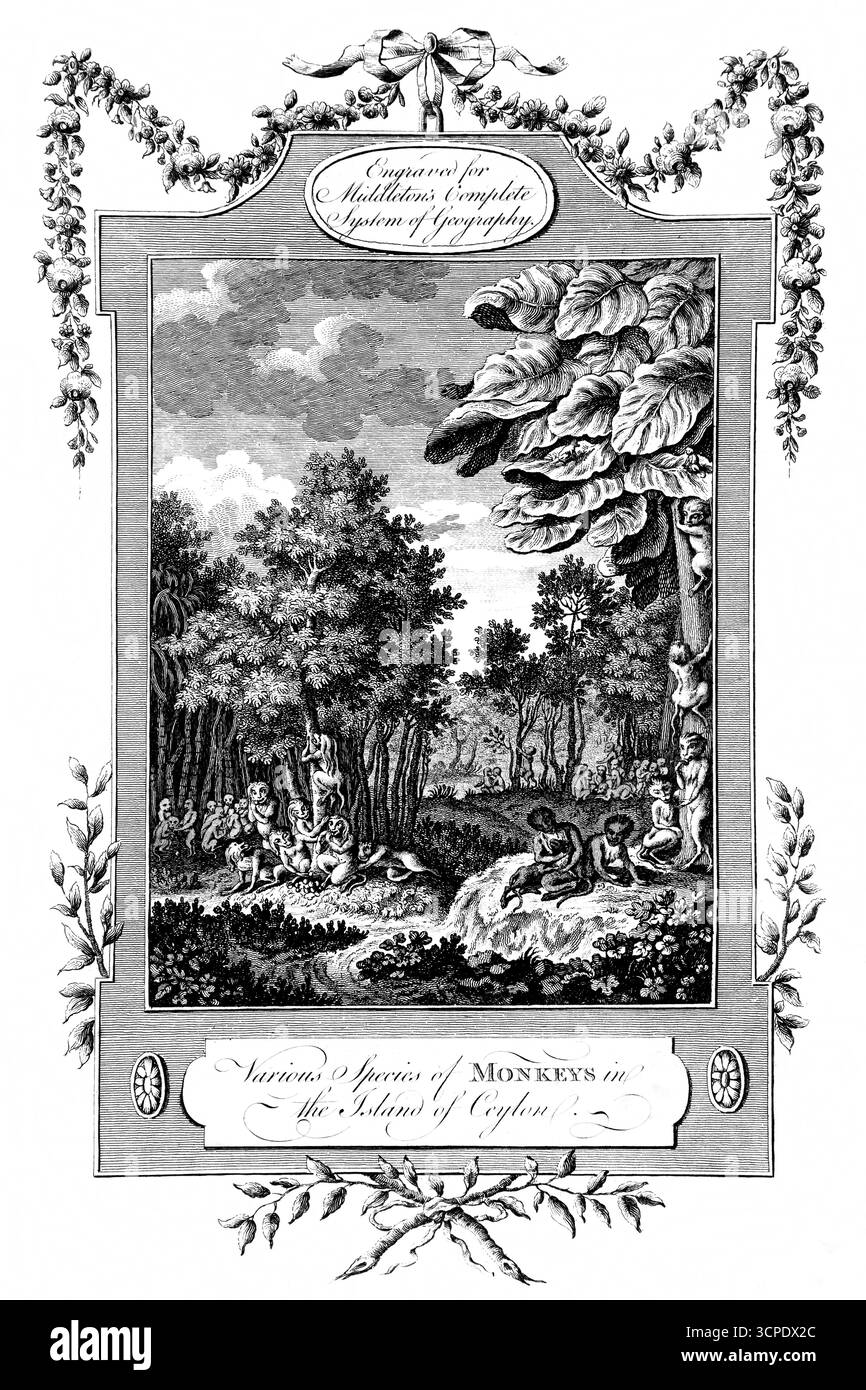 Verschiedene Affenarten auf der Insel Ceylon (heute Sri Lanka) Gravur aus der Ausgabe von Middletons Complete System of Geography aus dem Jahr 1778 Stockfoto