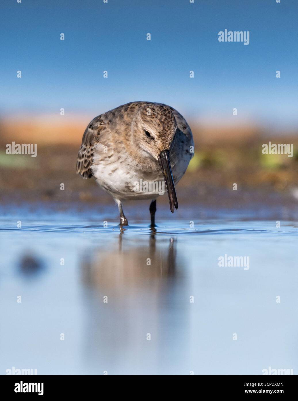 Dunlin Hängt Am Ufer Und Sucht Nach Essen Stockfoto