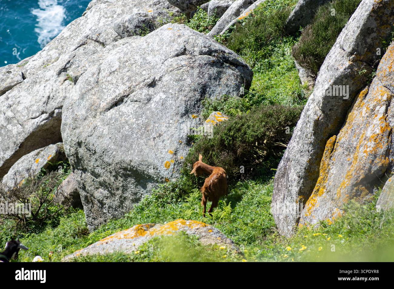 Wilde iberische Ziege mit Blick auf den Leuchtturm von Cape Finisterre und die zerklüfteten Klippen in Galicien, Spanien. Eine majestätische Küstenszene mit natürlicher Schönheit und Wildnis Stockfoto