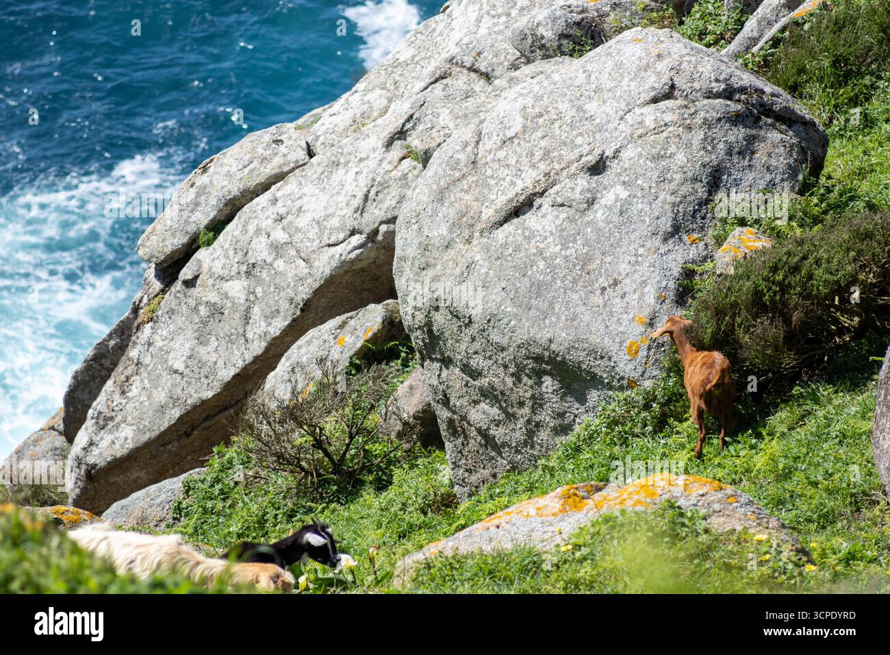 Wilde iberische Ziege mit Blick auf den Leuchtturm von Cape Finisterre und die zerklüfteten Klippen in Galicien, Spanien. Eine majestätische Küstenszene mit natürlicher Schönheit und Wildnis Stockfoto