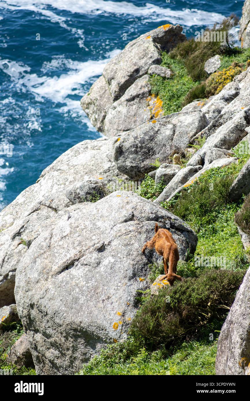 Wilde iberische Ziege mit Blick auf den Leuchtturm von Cape Finisterre und die zerklüfteten Klippen in Galicien, Spanien. Eine majestätische Küstenszene mit natürlicher Schönheit und Wildnis Stockfoto