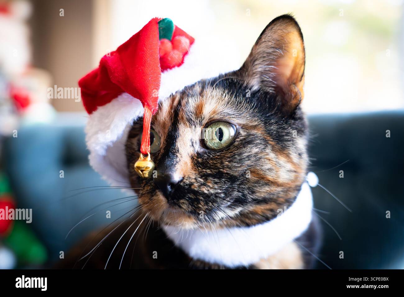 Die Katze trägt während der Weihnachtszeit einen Weihnachtsmann-Hut. Stockfoto