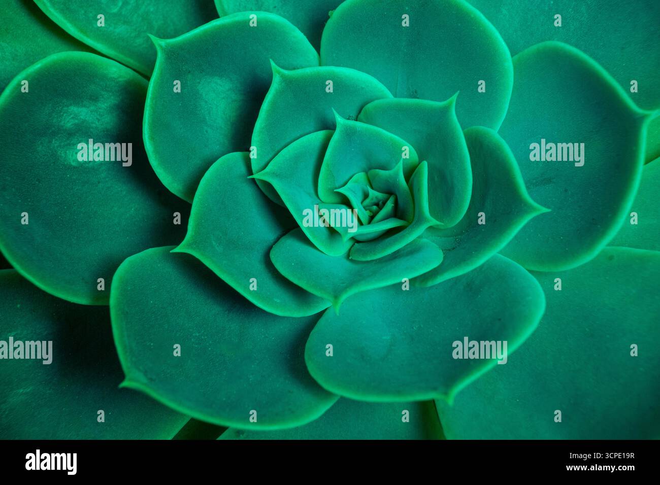 Sukkulenten Pflanzenkaktus. Leuchtend grün echeveria lilacina, gebräuchlicher Name Geister echeveria. Fraktale sukkulente Blätter blühen. Symmetrisches Muster Stockfoto